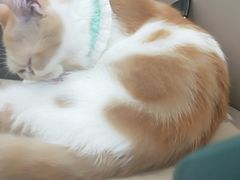 -怪兽屋·羊驼·猫咖·狗咖(俊华广场店)