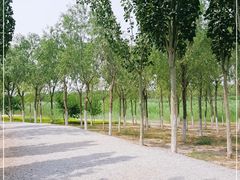 -西青郊野公园