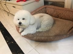 -Pets First伊珊娜洗护·精致美容·家庭式寄养(新会路店)