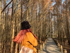 -桤木河湿地公园