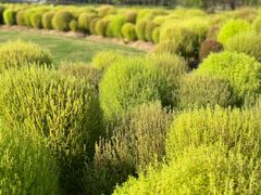 -春花秋色城市公园