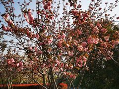 -高东镇樱花园