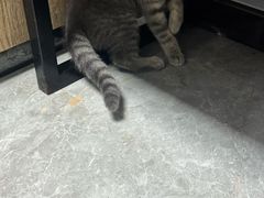 -半岛宠物医院24小时·内窥镜·牙科·碎石中心(府城大道店)