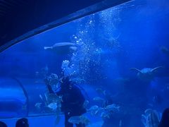 -左海海底世界