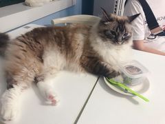 -喵的天空名猫咖啡馆·撸猫·猫舍·用品