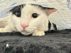 -瑞派康怡24h宠物医院·犬猫医疗中心·微创绝育(瑞景分院)