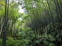 -蜀南竹海景区