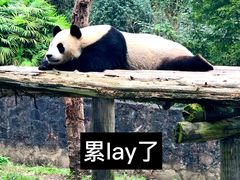 -都江堰中华大熊猫苑