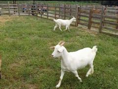 -前小桔亲子创意农场·草莓采摘·露营烧烤