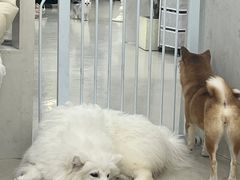 -共舞时光猫咖·狗咖(新街口店)