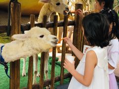 -杭州开元森泊度假乐园