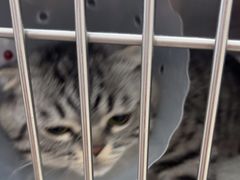 -宠福鑫康馨动物医院·骨科·眼科