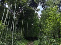 -东明山森林公园