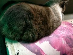 -猫咪博物馆(顶澳仔猫街店)