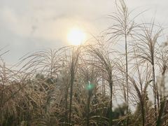 -梁鸿国家湿地公园