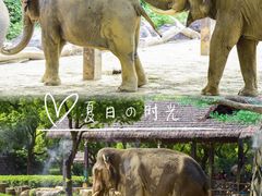 -上海野生动物园