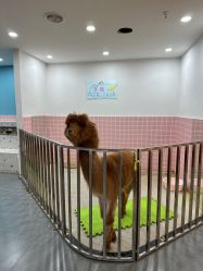 -Moni星球萌宠·小马宝莉·灵蛇·高端高阶全萌宠互动体验俱乐部(红豆国际广场店)