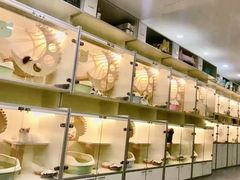 -猫十亿·布偶金渐层·曼基康矮脚猫舍(青年路店)