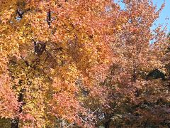 -白塘生态植物园