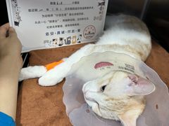 -佑安动物医院·全科·内窥镜中心(幸福巷店)