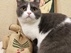 -猫友咖啡店(玉林西路店)