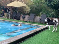 -汪说喵讲宠物乐园宠物酒店(红星美凯龙店)