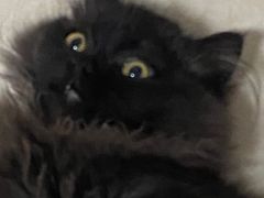 -柚子猫舍·精品猫舍购猫·猫咪认养·购宠·宠物店