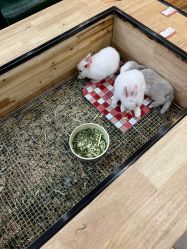 -神奇动物撸宠馆·羊驼·小浣熊·异宠(豫园店)