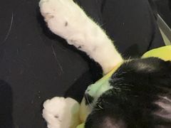 -喜多萌中农锦绣动物医院24H·猫科·牙科MRI·CT
