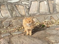 -北京西山国家森林公园