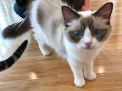 -momokira米努特·德文卷毛猫·棉花面纱犬