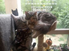 -名猫咖啡馆·撸猫·拼豆