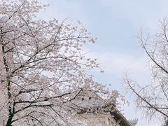 -武汉大学-樱园