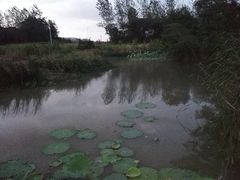-泗洪洪泽湖湿地景区
