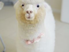 -怪兽屋·羊驼·猫咖·狗咖(俊华广场店)