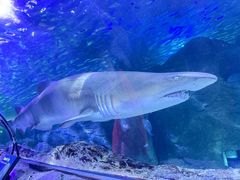 -悉尼海洋生物水族馆