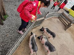 -前小桔亲子创意农场·草莓采摘·露营烧烤