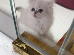 -糯米喵星人总部直营旗舰店·猫舍·幼猫出售