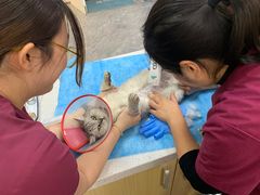 -美联众合爱康动物医院•复杂内科•肿瘤科•牙科•腔镜诊疗中心
