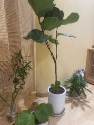 -小颜秘家·韩国整骨