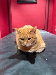 -海王刺青·纹身·穿孔饰品·TATTOO