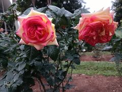 -人民公园(罗湖区)