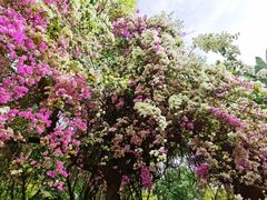 -深圳国际园林花卉博览园