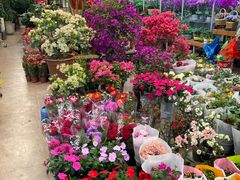 -双季花艺园艺市场(浦东店)