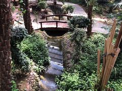 -呀路古热带植物园