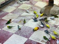 -上海大自然野生昆虫馆(东方明珠·爬宠昆虫探索中心)