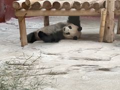 -杭州野生动物世界
