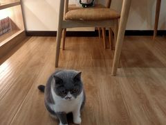 -滚猫咖啡·猫咖·猫友好撸猫(未来城店)