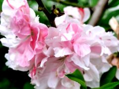 -南汇桃花村
