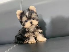 -萌宠之家·腊肠犬·马尔泰·小体犬舍